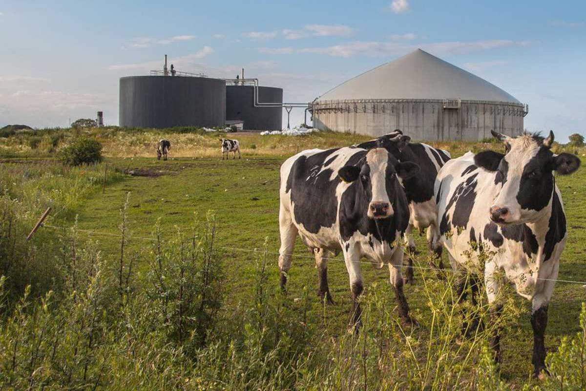 klad-na-ferme